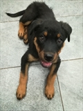 Baro