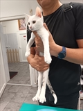 Bijela