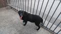 Blacky