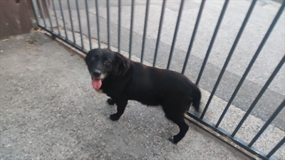 Blacky