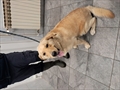 BONGO