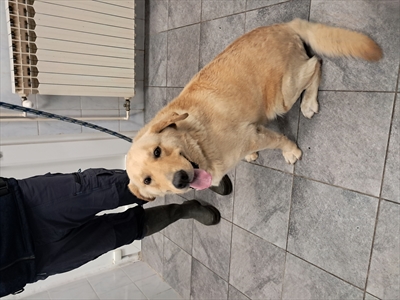 BONGO