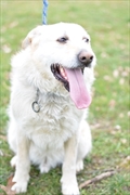 Cezar
