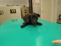Dobri