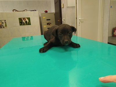 Dobri
