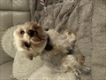 Ralphy