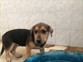 ENRICO