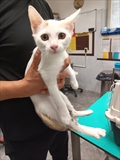 Gizmo