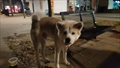 Hatchi