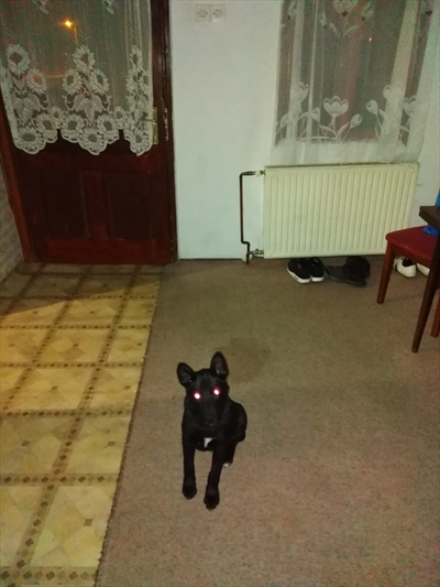 Tibor