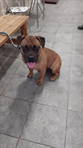 Mirela