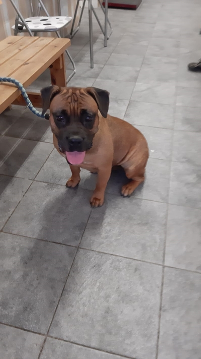 Mirela