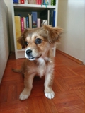 LOLA