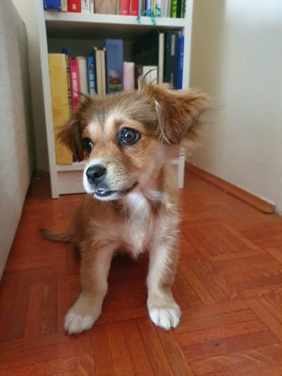 LOLA