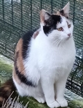Tena