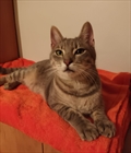 Isaac