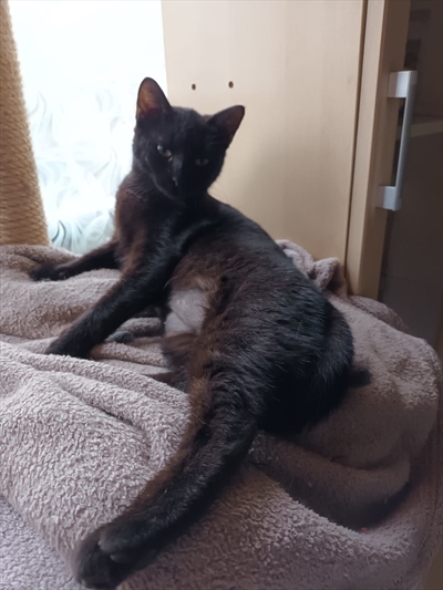 Choko