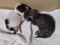 Avocato
