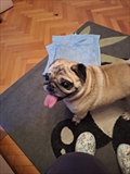 Bobi