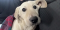 TOKI