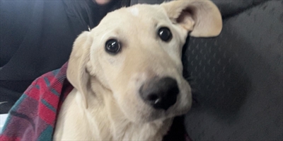 TOKI