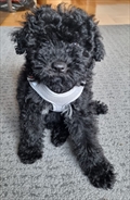 Lu