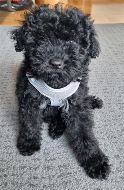 Lu