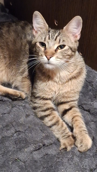 Tito