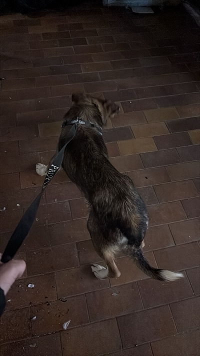 Duga