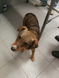 Bobi