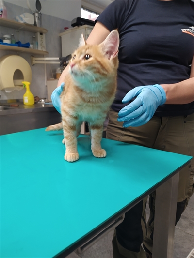 GARFIELD