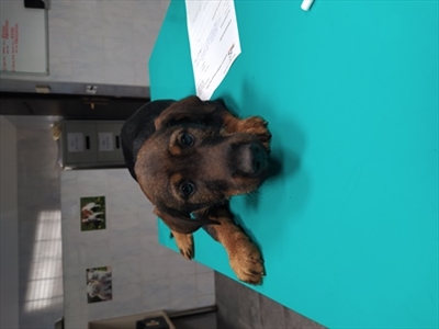 Federico