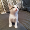 Piko