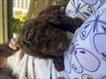Teddy