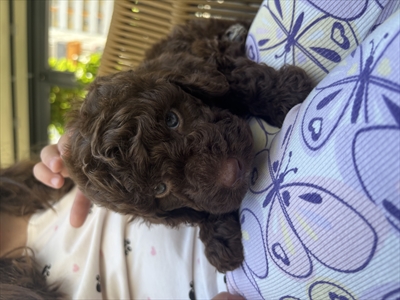 Teddy
