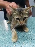 Kiti
