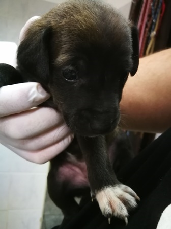 Koba