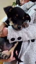 Lusi