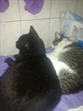 Frank, Peppo, Klara
