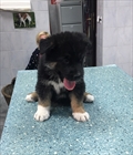 Meri