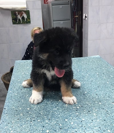 Meri