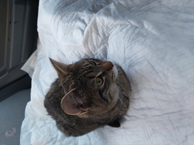 Mica