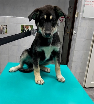 Nala