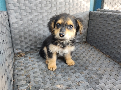 Nala