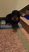 Suzi