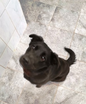 Patela
