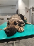 Pipi
