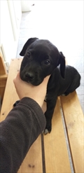 Pablo