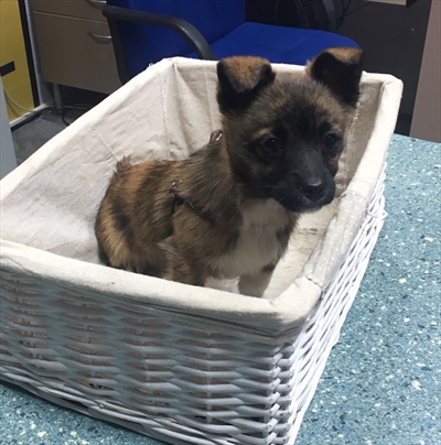 Nala