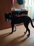 ROKI